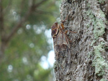 Close-up of insect on tree trunk in forest