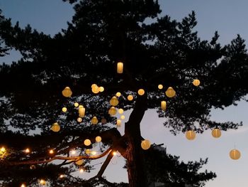 Low angle view of illuminated tree against sky at night