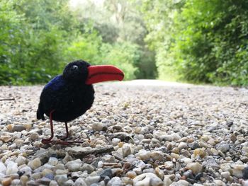 Black bird on rock