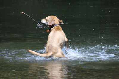 Dog jumping in lake