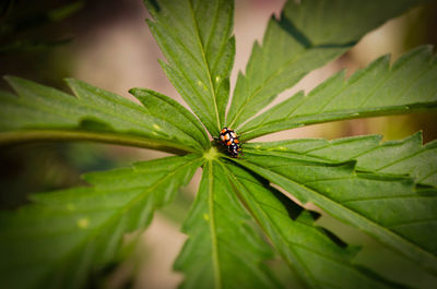 Close-up of insect on leaf