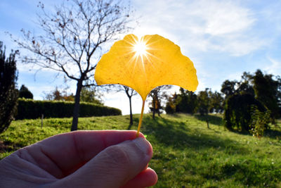 Close-up of person holding yellow plant against sky