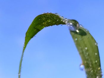 Close-up of wet plant against blue sky