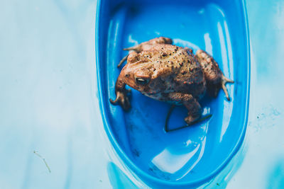 High angle view of frog in bowl