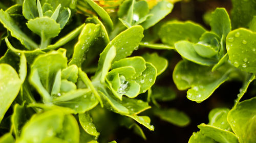 Full frame shot of green leaves