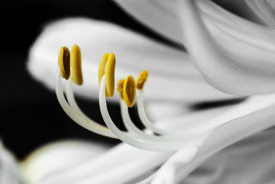 Close-up of white flower