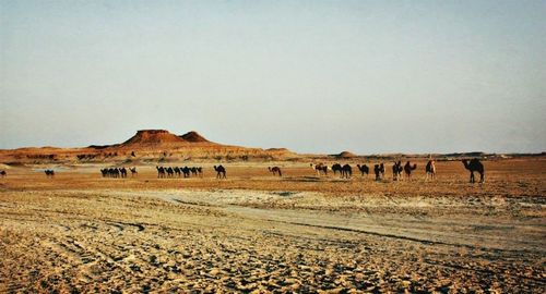 Scenic view of desert
