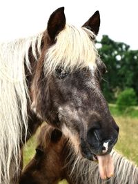 Close-up of a horse