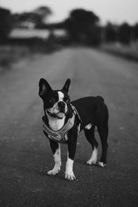 Portrait of dog standing on road