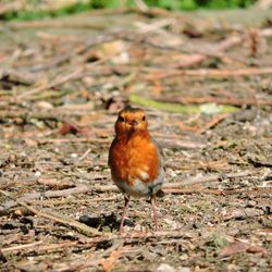Close-up of a bird perching on a field