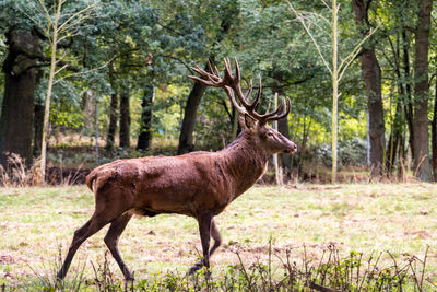 Deer in a forest