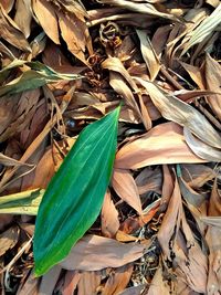 High angle view of dry leaves on field