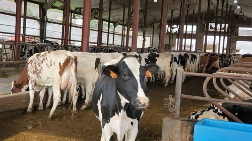 View of cows in pen