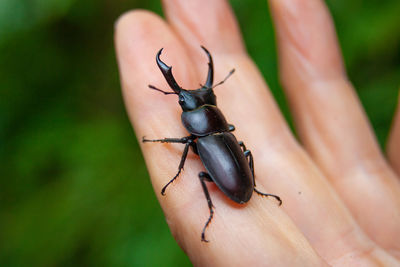 Close-up of insect on human hand