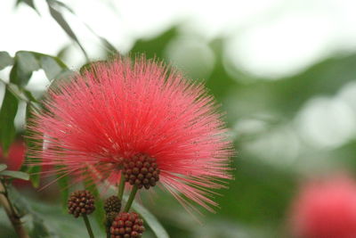 Close-up of thistle