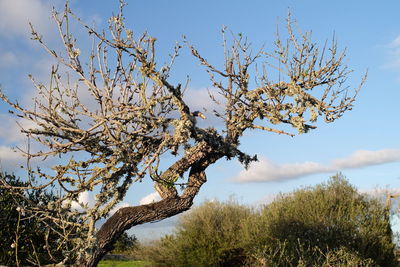 Low angle view of fresh flower tree against sky