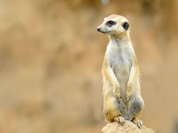 Close-up of meerkat looking away on rock