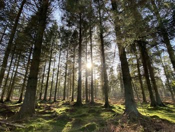 Low angle view of sunlight streaming through trees in forest