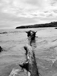 Driftwood on tree by sea against sky