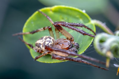 Close-up of spider