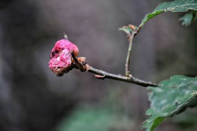 Close-up of wilted flower bud