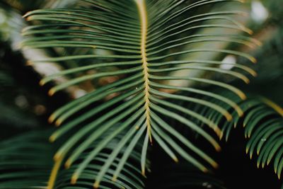 Close-up of palm leaves