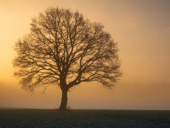 Silhouette tree against orange sky