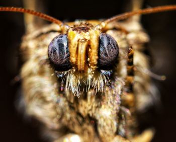 Close-up of spider