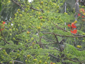 View of bird on tree