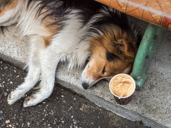 High angle view of dog drinking coffee