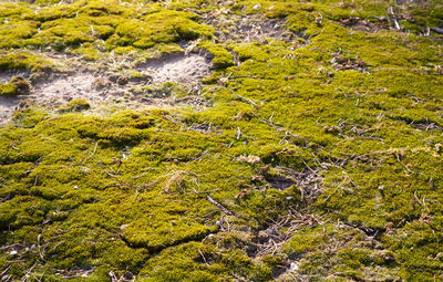 High angle view of moss growing on land