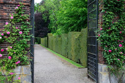 Narrow walkway along trees