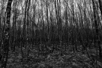 View of bare trees in forest