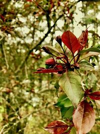 Close-up of red flowering plant on tree