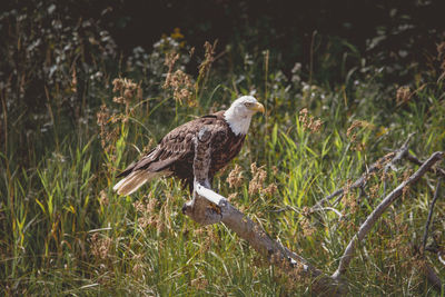 Bird perching on grass