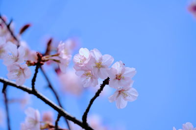 Close-up of cherry blossom