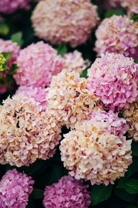 Close-up of pink hydrangea flowers