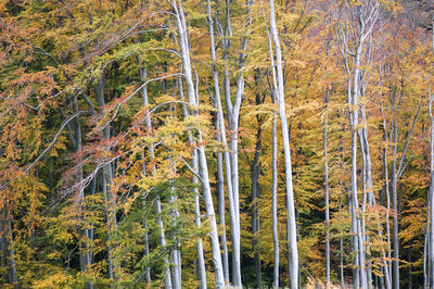 Trees in forest