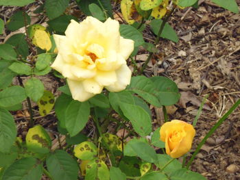 Close-up of yellow flowers blooming outdoors