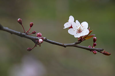 Close-up of cherry blossoms in spring