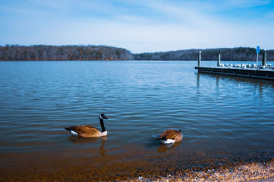 Ducks swimming in lake