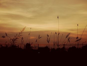 Silhouette plants against sky during sunset