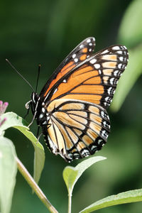 Close-up of butterfly on plant