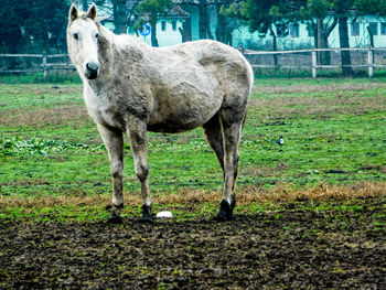 Horse standing on field