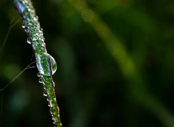 Close-up of wet plant