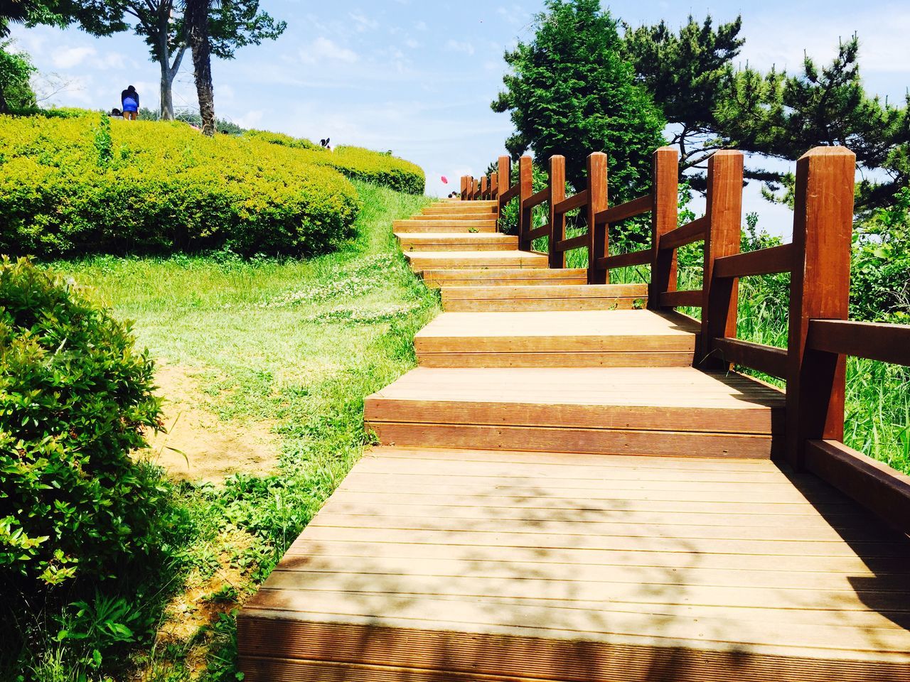 the way forward, tree, diminishing perspective, tranquility, green color, growth, grass, sky, wood - material, boardwalk, nature, tranquil scene, railing, sunlight, footpath, shadow, vanishing point, narrow, pathway, beauty in nature