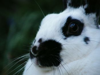 Close-up of rabbit