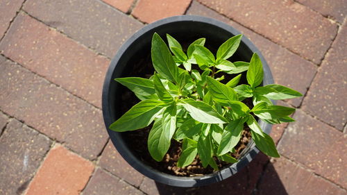 High angle view of plant growing in container