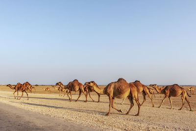 Panoramic view of group of camels in desert against sky