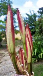 Close-up of red cactus flower